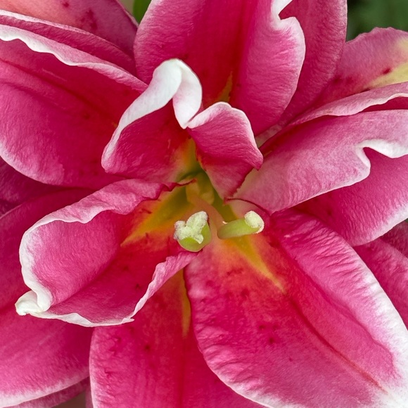 Meet your Posher, Leah - Picture 1 of 1